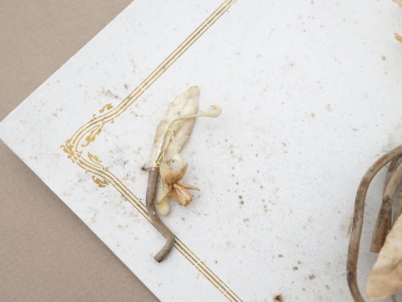 画像6: アンティーク 台紙付 ワックスフラワーのブーケ