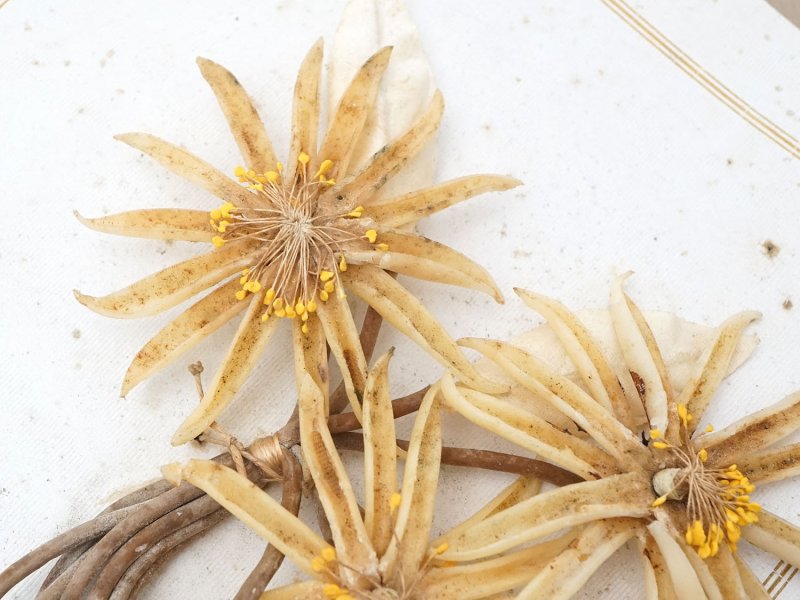 画像4: アンティーク 台紙付 ワックスフラワーのブーケ