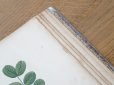 画像32: 1805年 初版 薔薇の画家 ルドゥテの植物画 65枚【 ジャン=ジャック・ルソーの植物学 】 BOTANIQUE DE J.J.ROUSSEAU