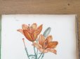 画像11: 1805年 初版 薔薇の画家 ルドゥテの植物画 65枚【 ジャン=ジャック・ルソーの植物学 】 BOTANIQUE DE J.J.ROUSSEAU
