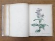 画像12: 1805年 初版 薔薇の画家 ルドゥテの植物画 65枚【 ジャン=ジャック・ルソーの植物学 】 BOTANIQUE DE J.J.ROUSSEAU