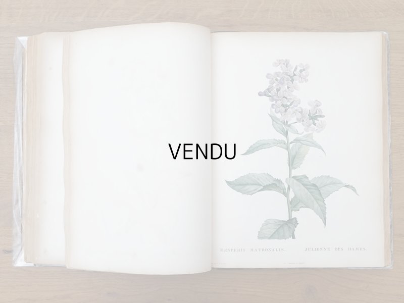 画像12: 1805年 初版 薔薇の画家 ルドゥテの植物画 65枚【 ジャン=ジャック・ルソーの植物学 】 BOTANIQUE DE J.J.ROUSSEAU