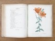画像10: 1805年 初版 薔薇の画家 ルドゥテの植物画 65枚【 ジャン=ジャック・ルソーの植物学 】 BOTANIQUE DE J.J.ROUSSEAU