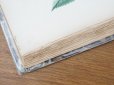 画像31: 1805年 初版 薔薇の画家 ルドゥテの植物画 65枚【 ジャン=ジャック・ルソーの植物学 】 BOTANIQUE DE J.J.ROUSSEAU