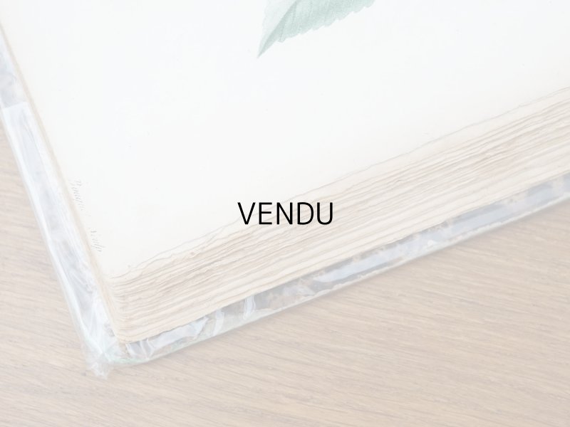 画像31: 1805年 初版 薔薇の画家 ルドゥテの植物画 65枚【 ジャン=ジャック・ルソーの植物学 】 BOTANIQUE DE J.J.ROUSSEAU