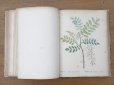 画像14: 1805年 初版 薔薇の画家 ルドゥテの植物画 65枚【 ジャン=ジャック・ルソーの植物学 】 BOTANIQUE DE J.J.ROUSSEAU