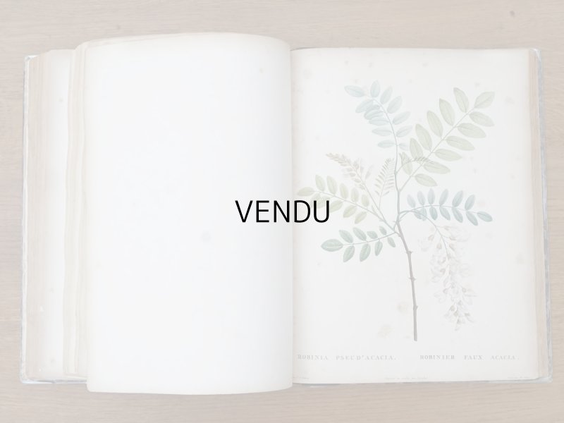 画像14: 1805年 初版 薔薇の画家 ルドゥテの植物画 65枚【 ジャン=ジャック・ルソーの植物学 】 BOTANIQUE DE J.J.ROUSSEAU