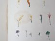 画像18: 1805年 初版 薔薇の画家 ルドゥテの植物画 65枚【 ジャン=ジャック・ルソーの植物学 】 BOTANIQUE DE J.J.ROUSSEAU