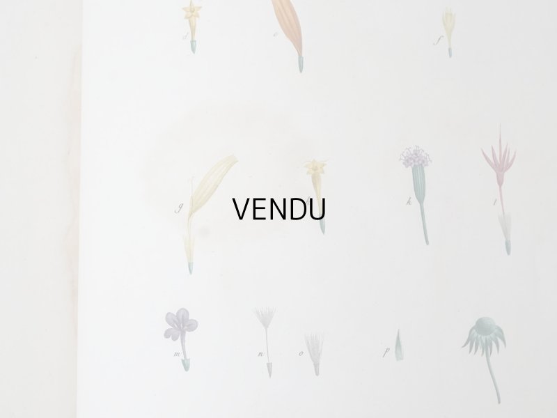 画像18: 1805年 初版 薔薇の画家 ルドゥテの植物画 65枚【 ジャン=ジャック・ルソーの植物学 】 BOTANIQUE DE J.J.ROUSSEAU