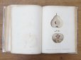 画像13: 1805年 初版 薔薇の画家 ルドゥテの植物画 65枚【 ジャン=ジャック・ルソーの植物学 】 BOTANIQUE DE J.J.ROUSSEAU