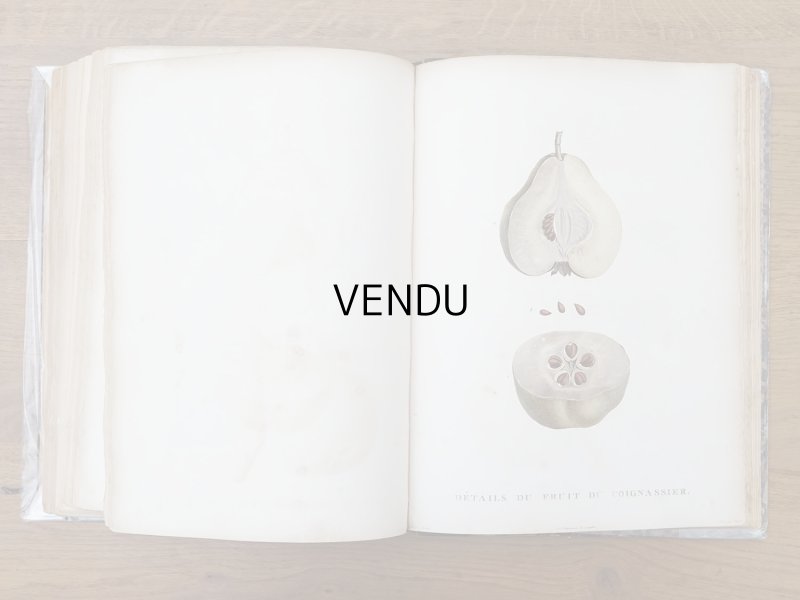 画像13: 1805年 初版 薔薇の画家 ルドゥテの植物画 65枚【 ジャン=ジャック・ルソーの植物学 】 BOTANIQUE DE J.J.ROUSSEAU