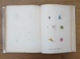 画像19: 1805年 初版 薔薇の画家 ルドゥテの植物画 65枚【 ジャン=ジャック・ルソーの植物学 】 BOTANIQUE DE J.J.ROUSSEAU