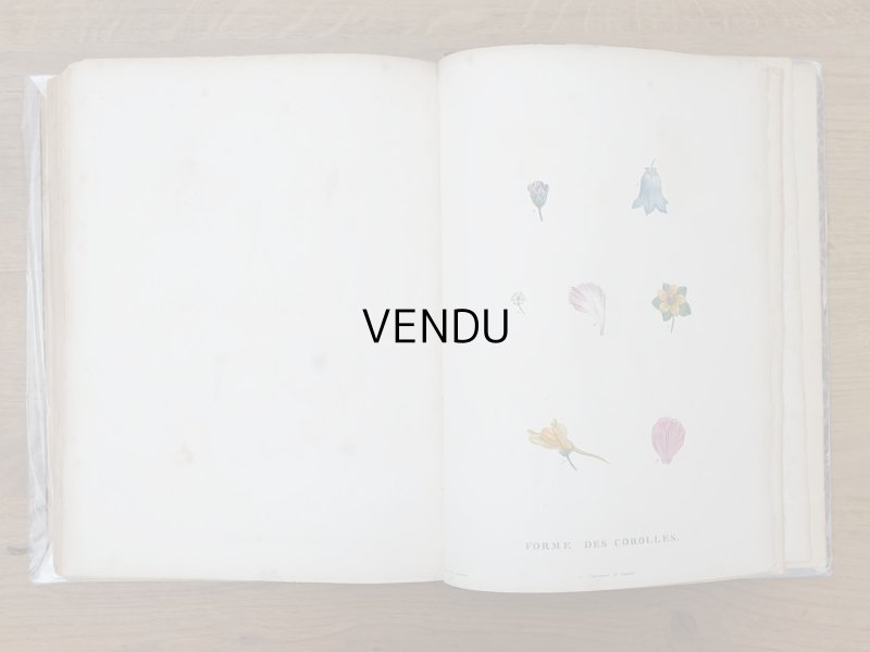 画像19: 1805年 初版 薔薇の画家 ルドゥテの植物画 65枚【 ジャン=ジャック・ルソーの植物学 】 BOTANIQUE DE J.J.ROUSSEAU