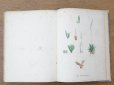 画像21: 1805年 初版 薔薇の画家 ルドゥテの植物画 65枚【 ジャン=ジャック・ルソーの植物学 】 BOTANIQUE DE J.J.ROUSSEAU