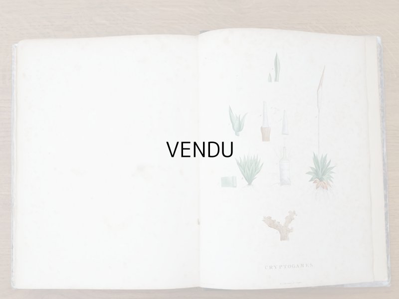 画像21: 1805年 初版 薔薇の画家 ルドゥテの植物画 65枚【 ジャン=ジャック・ルソーの植物学 】 BOTANIQUE DE J.J.ROUSSEAU