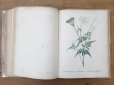 画像15: 1805年 初版 薔薇の画家 ルドゥテの植物画 65枚【 ジャン=ジャック・ルソーの植物学 】 BOTANIQUE DE J.J.ROUSSEAU