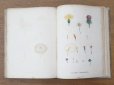 画像17: 1805年 初版 薔薇の画家 ルドゥテの植物画 65枚【 ジャン=ジャック・ルソーの植物学 】 BOTANIQUE DE J.J.ROUSSEAU