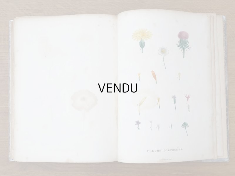 画像17: 1805年 初版 薔薇の画家 ルドゥテの植物画 65枚【 ジャン=ジャック・ルソーの植物学 】 BOTANIQUE DE J.J.ROUSSEAU