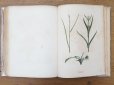 画像20: 1805年 初版 薔薇の画家 ルドゥテの植物画 65枚【 ジャン=ジャック・ルソーの植物学 】 BOTANIQUE DE J.J.ROUSSEAU
