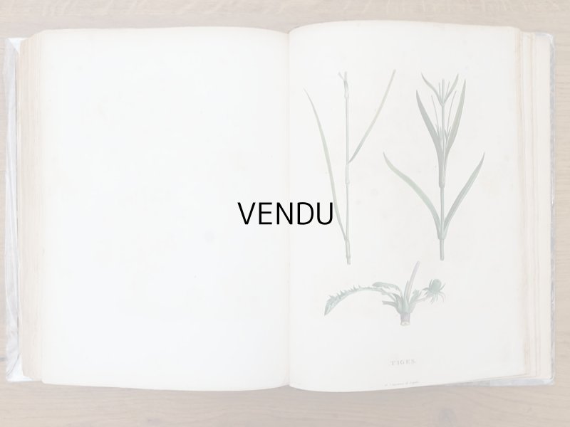 画像20: 1805年 初版 薔薇の画家 ルドゥテの植物画 65枚【 ジャン=ジャック・ルソーの植物学 】 BOTANIQUE DE J.J.ROUSSEAU