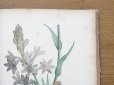 画像16: 1805年 初版 薔薇の画家 ルドゥテの植物画 65枚【 ジャン=ジャック・ルソーの植物学 】 BOTANIQUE DE J.J.ROUSSEAU