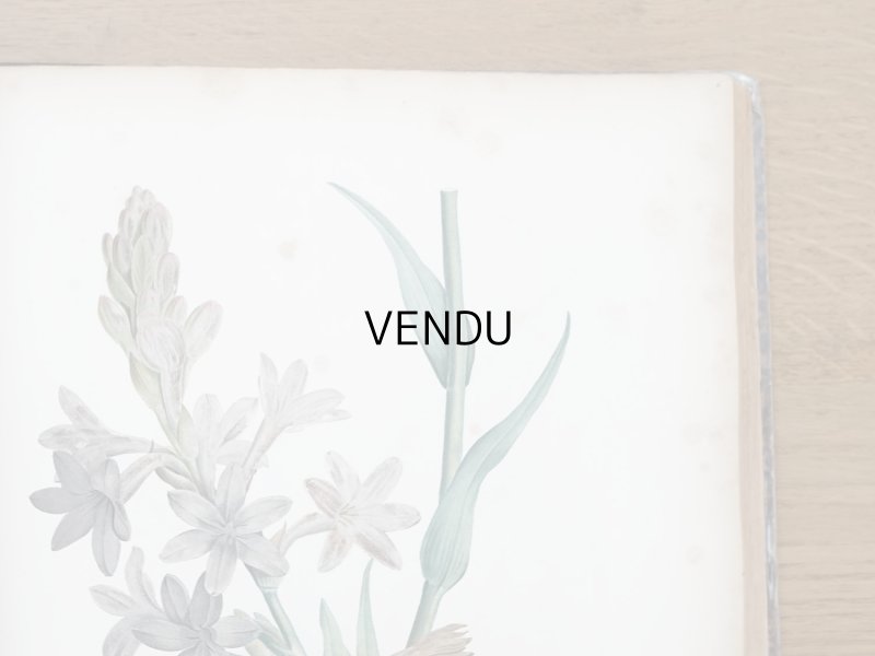 画像16: 1805年 初版 薔薇の画家 ルドゥテの植物画 65枚【 ジャン=ジャック・ルソーの植物学 】 BOTANIQUE DE J.J.ROUSSEAU