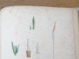 画像22: 1805年 初版 薔薇の画家 ルドゥテの植物画 65枚【 ジャン=ジャック・ルソーの植物学 】 BOTANIQUE DE J.J.ROUSSEAU
