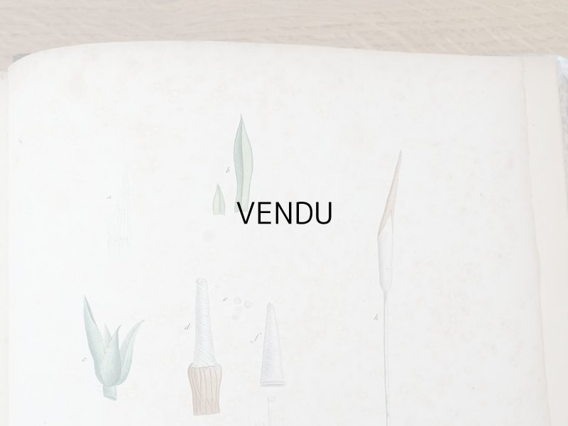 画像22: 1805年 初版 薔薇の画家 ルドゥテの植物画 65枚【 ジャン=ジャック・ルソーの植物学 】 BOTANIQUE DE J.J.ROUSSEAU