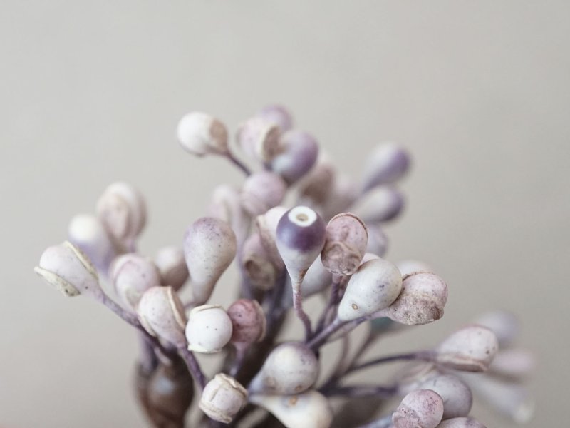 画像13: アンティーク ペップ 布花用 花芯 グレイッシュパープル