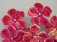 画像3: 未使用 アンティーク ベルベットの布花 チェリーピンクラベル付  プランタン百貨店 - AU PRINTEMPS -
