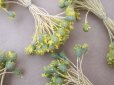 画像2: ＊蚤の市セット＊アンティーク 花芯 ペップ 10点のセット (2)