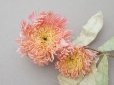 画像7:  アンティーク 布花 ダリア