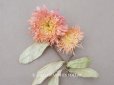 画像1:  アンティーク 布花 ダリア (1)