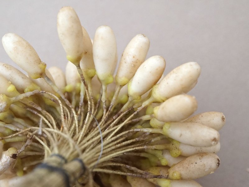 画像15: 1900年頃 アンティーク ワックスフラワーのティージュ 約100ピース