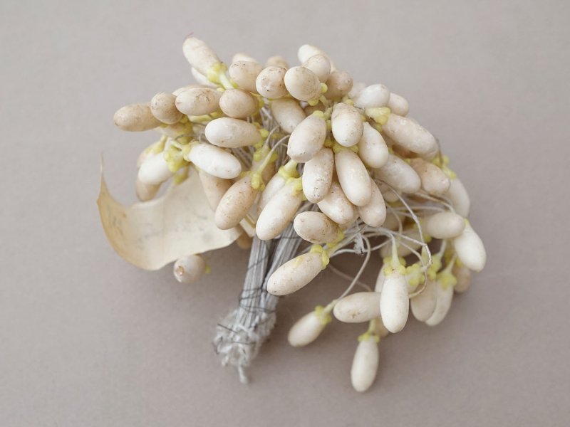 画像6: 1900年頃 アンティーク ワックスフラワーのティージュ 約100ピース