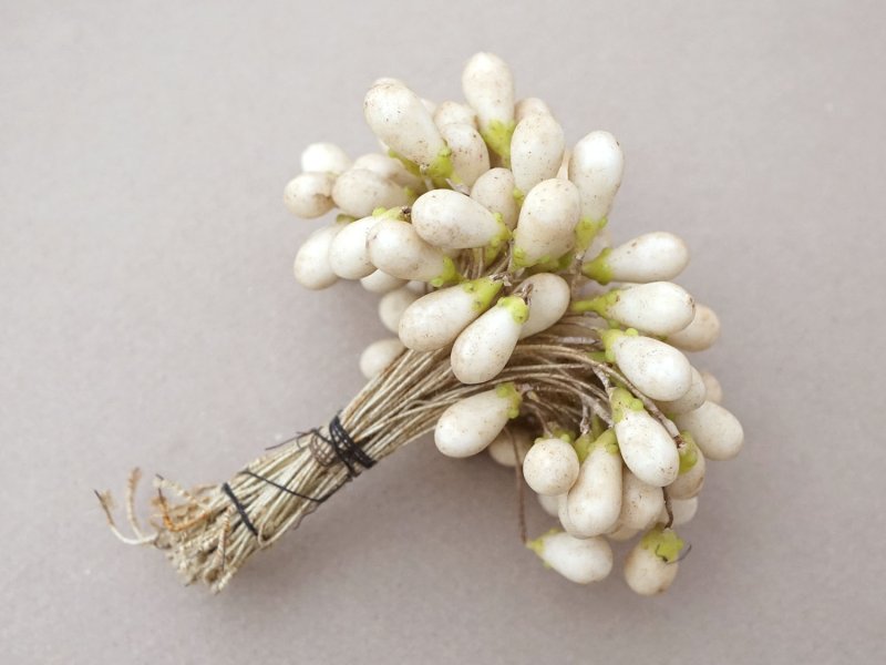 画像11: 1900年頃 アンティーク ワックスフラワーのティージュ 約100ピース