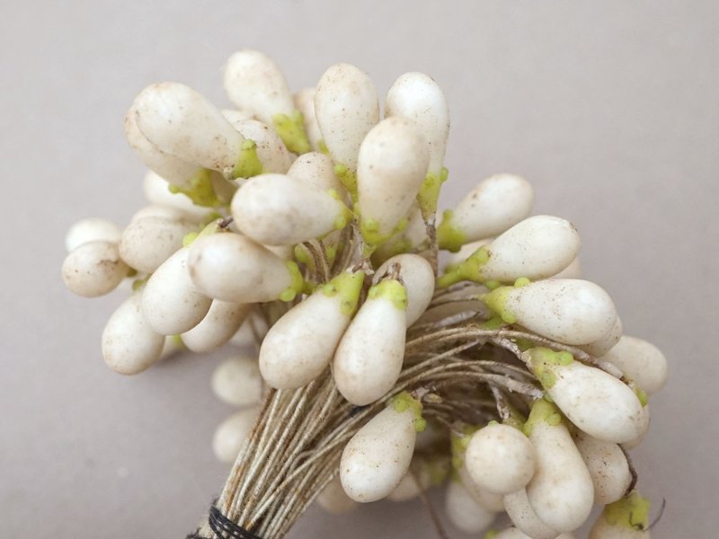 画像12: 1900年頃 アンティーク ワックスフラワーのティージュ 約100ピース