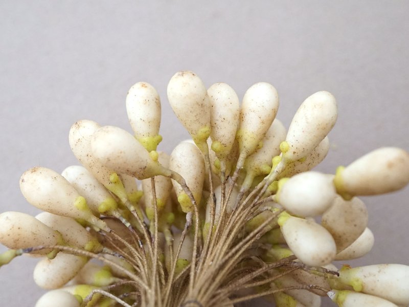 画像18: 1900年頃 アンティーク ワックスフラワーのティージュ 約100ピース