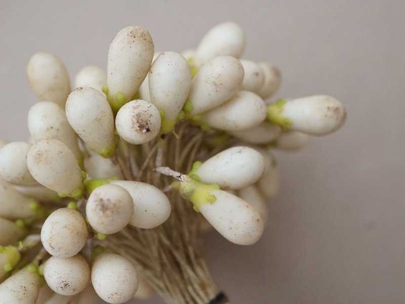 画像13: 1900年頃 アンティーク ワックスフラワーのティージュ 約100ピース