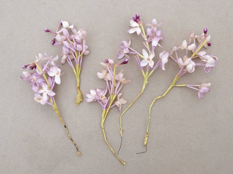 画像2: アンティーク ライラックの布花 薄紫