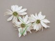 画像5: アンティーク マーガレットの布花  (5)