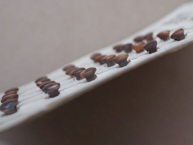 画像5: アンティーク マザーオブパール製 極小 ボタン 5mm 24ピース シェルボタン ブラウン