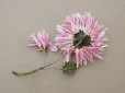 画像2:  アンティーク 布花 西洋菊 クリザンテーム ピンク (2)