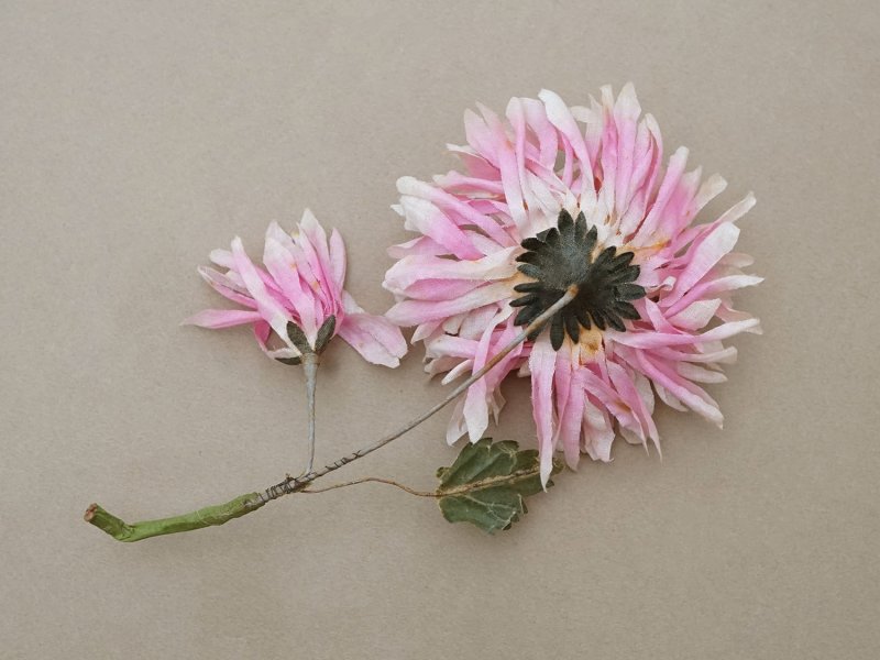 画像2:  アンティーク 布花 西洋菊 クリザンテーム ピンク