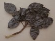 画像2: ＊蚤の市セット＊ アンティーク 1900年頃 大きなリーフのセット　 (2)