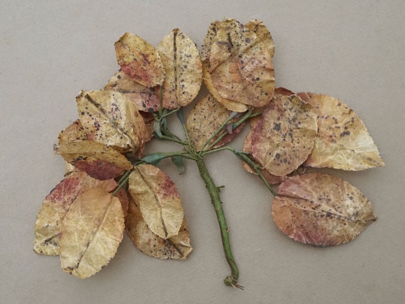 画像5: ＊蚤の市セット＊ アンティーク 1900年頃 大きなリーフのセット　