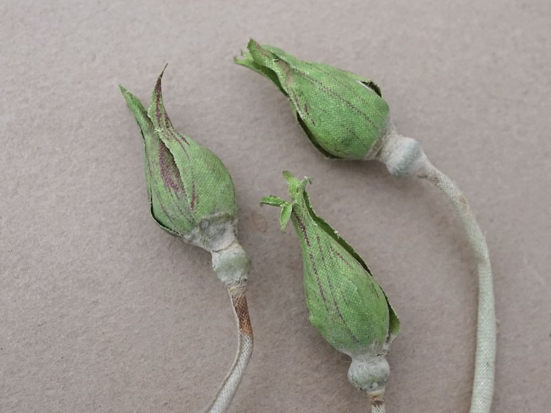 画像5: アンティーク 薔薇の蕾のブーケ 布花材料