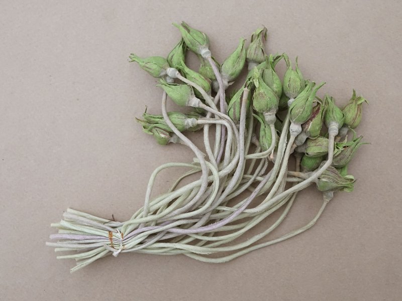 画像4: アンティーク 薔薇の蕾のブーケ 布花材料