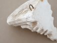 画像11: 19世紀末 アンティーク 天使のウォールシェルフ 石膏の飾り棚 2点セット  (11)