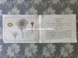 画像4: 19世紀末 アンティーク 毛糸で作る花のモチーフ 図案帳 MODELES DE FLEURS EN LAINE AVEC EXPLICATIONS DE A.ROUYER, EDITEUR, PARIS (4)